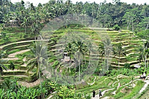 Tegallalang rice terraces in Bali, Indonesia