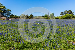 Amazing Texas Bluebonnets.