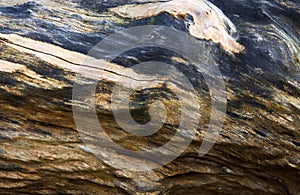 Amazing Texture And Pattern On Fallen Tree