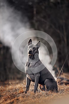 Amazing Thai Ridgeback dog in smoke from the fire