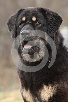 Amazing Tibetan mastiff patrolling in the garden