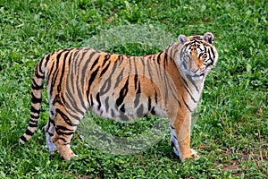 Amazing tiger