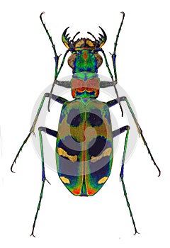 Amazing tiger beetle Cicindela chinensis photo