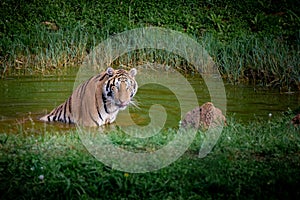 Amazing tiger taking a bath