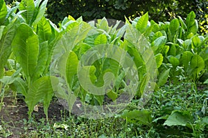 Amazing Tobacco plantation . Fresh new born tobacco plant fields.