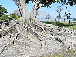 Amazing tree