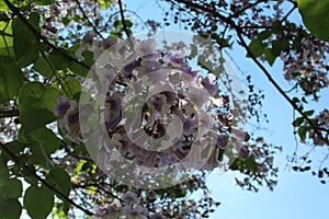 An amazing tree blooms in lilac flowers. These flowers are like bells.