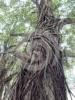Amazing tree with root