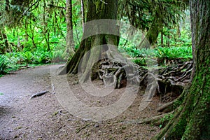Amazing tree roots, Hoh Rain forest, Olympic National Park, Washington USA