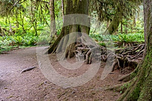 Amazing tree roots in Hoh Rainforest, Olympic National Park Washington State