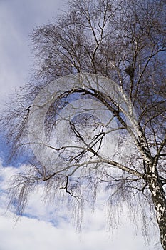 Amazing tree shapes in winter in anticipation of spring