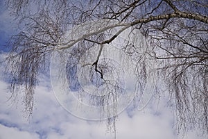 Amazing tree shapes in winter in anticipation of spring