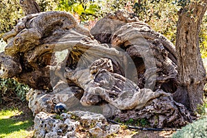 Amazing tree trunk