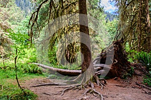 Amazing trees in a tropical forest, Hoh Rain forest, Olympic National Park, Washington USA
