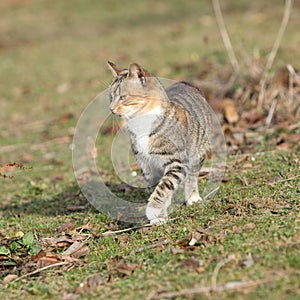 Amazing tricolour cat moving in the garden photo