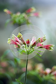 Amazing tropical alstroemeria viridiflora flower in bloom, colorful beautiful flowering Brazil plant