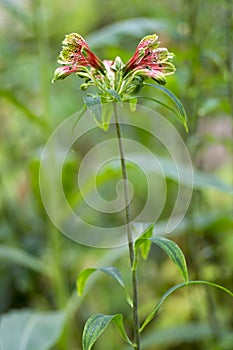 Amazing tropical alstroemeria viridiflora flower in bloom, colorful beautiful flowering Brazil plant