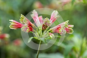 Amazing tropical alstroemeria viridiflora flower in bloom, colorful beautiful flowering Brazil plant