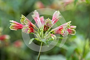 Amazing tropical alstroemeria viridiflora flower in bloom, colorful beautiful flowering Brazil plant photo