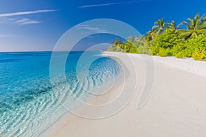 Maldives paradise beach. Perfect tropical island. Beautiful palm trees and tropical beach. Moody blue sky and blue lagoon