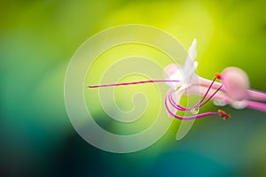 Amazing tropical flower macro. Perfect nature closeup, colorful flowers with water droplet, dreamy nature close-up bright artistic