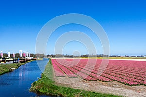 Amazing tulips field in Holland