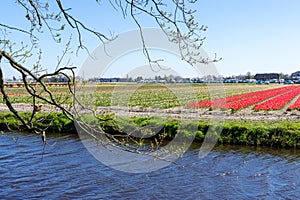 Amazing tulips field in Holland