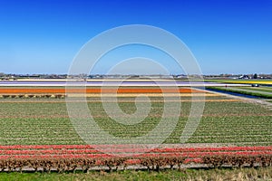 Amazing tulips field in Holland