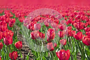 Amazing tulips field in Holland