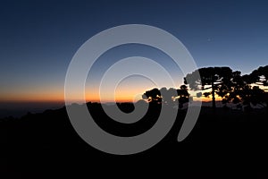 Amazing twilight hour with trees silhouette