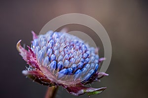 Amazing uncommon exotic flower- macro