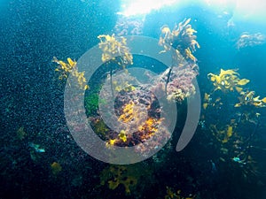 Amazing underwater life of the Poor Knights island in New Zeland