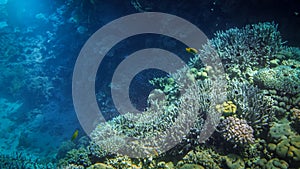 Amazing underwater photo of big school of colorful tropical fishes swimming at big coral reef