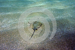 Amazing underwater scene with swimming stingray into the blue