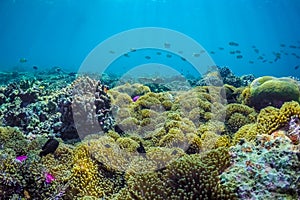 Beautiful underwater scene with marine life in sunlight in the blue sea. Maldives underwater paradise