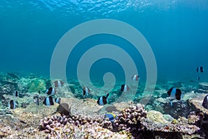 Beautiful underwater scene with marine life in sunlight in the blue sea. Maldives underwater paradise