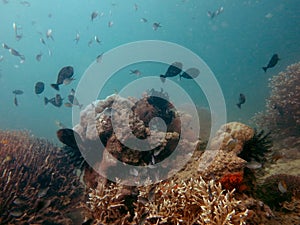 Amazing Underwater View When SCUBA Diving