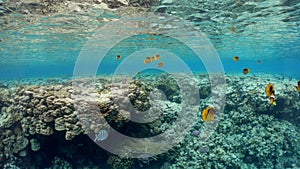 Amazing underwater world with butterfly fishes swim in Red Sea