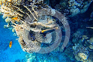 Amazing underwater world of the Red Sea beautiful but dangerous fish surgeon swims near coral