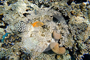 Amazing underwater world of the Red Sea bright fish of colorful colors swim near the coral