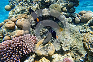 Amazing underwater world of the Red Sea a flock of fish circles around the coral