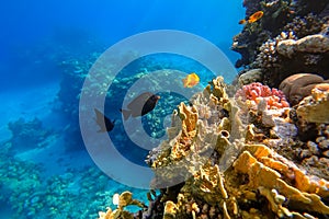 The amazing underwater world of the Red Sea, next to the colorful corals, a flock of fish swims on which the rays of the sun