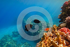 The amazing underwater world of the Red Sea, next to the colorful corals, a flock of fish swims on which the rays of the sun