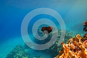 The amazing underwater world of the Red Sea, next to the colorful corals, a flock of fish swims on which the rays of the sun