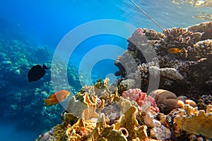 The amazing underwater world of the Red Sea, next to the colorful corals, a flock of fish swims on which the rays of the sun