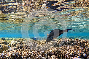 Amazing underwater world of the Red Sea under the surface near the coral swim dangerous fish surgeon