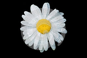 A really amazing unreal camomile