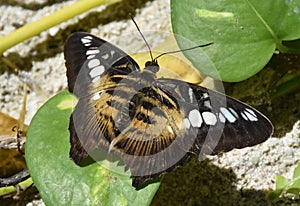 Amazing Up Close Brown Clipper Butterfly Wings