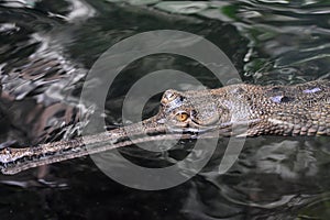 Amazing Up Close Look at a Gharial Crocodile