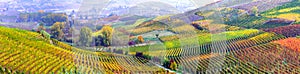 Amazing vast plantation of grape in Piemonte- famous vine region